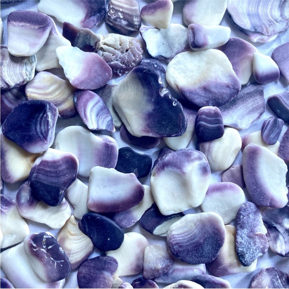 20 LARGE Purple and White Seashells